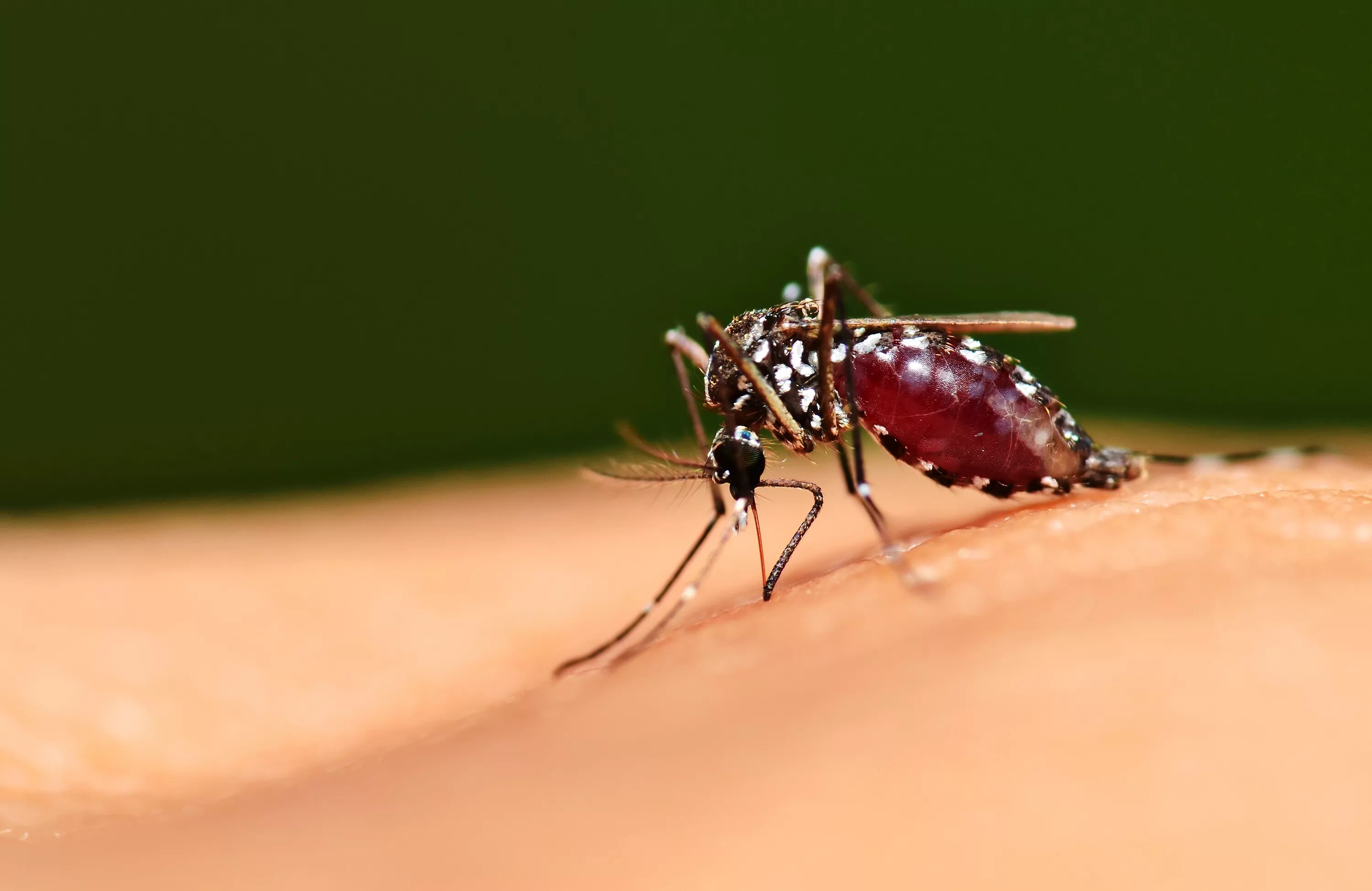 Малярия животное. Малярийный комар в Африке. Малярия комар.