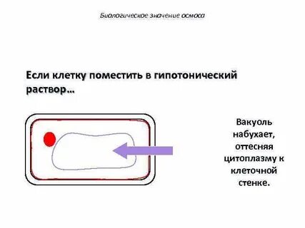 Экспериментатор поместил раствор
