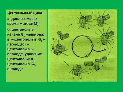 Репликация центриолей