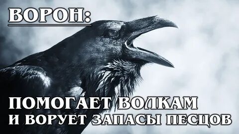 Крикнул ворон
