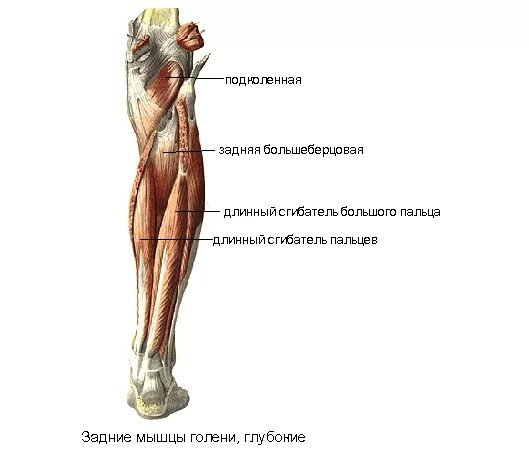 Длинный сгибатель стопы. Длинный разгибатель пальцев мышца голени. Мышцы сгибатели голени анатомия. Длинный сгибатель большого пальца стопы мышца голени. Длинный сгибатель пальцев мышца голени анатомия.