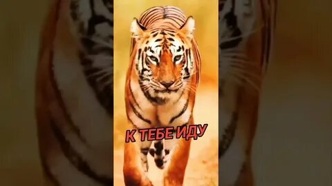 Мой тигр 2022