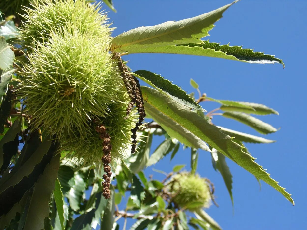 Каштан съедобный (castanea sativa)*. Castanea sativa соцветие. Каштан съедобный (посевной) сатива. Каштан полевой. Каштан конский городчатый.