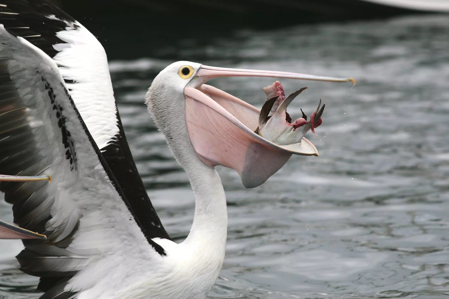 Рыбы птицы высоко. Пеликан водоплавающая птица. Пеликан мешконос птица. Австралийский Пеликан. Пеликан среда обитания.