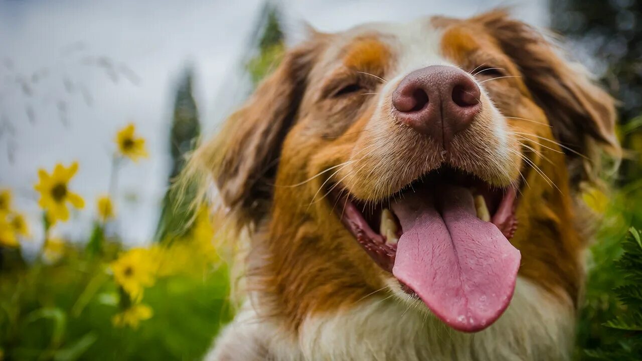 Ездовой спорт каникросс. День собак праздник. Dogs may turn out to be. Dogs may turn out to be. О май дог.