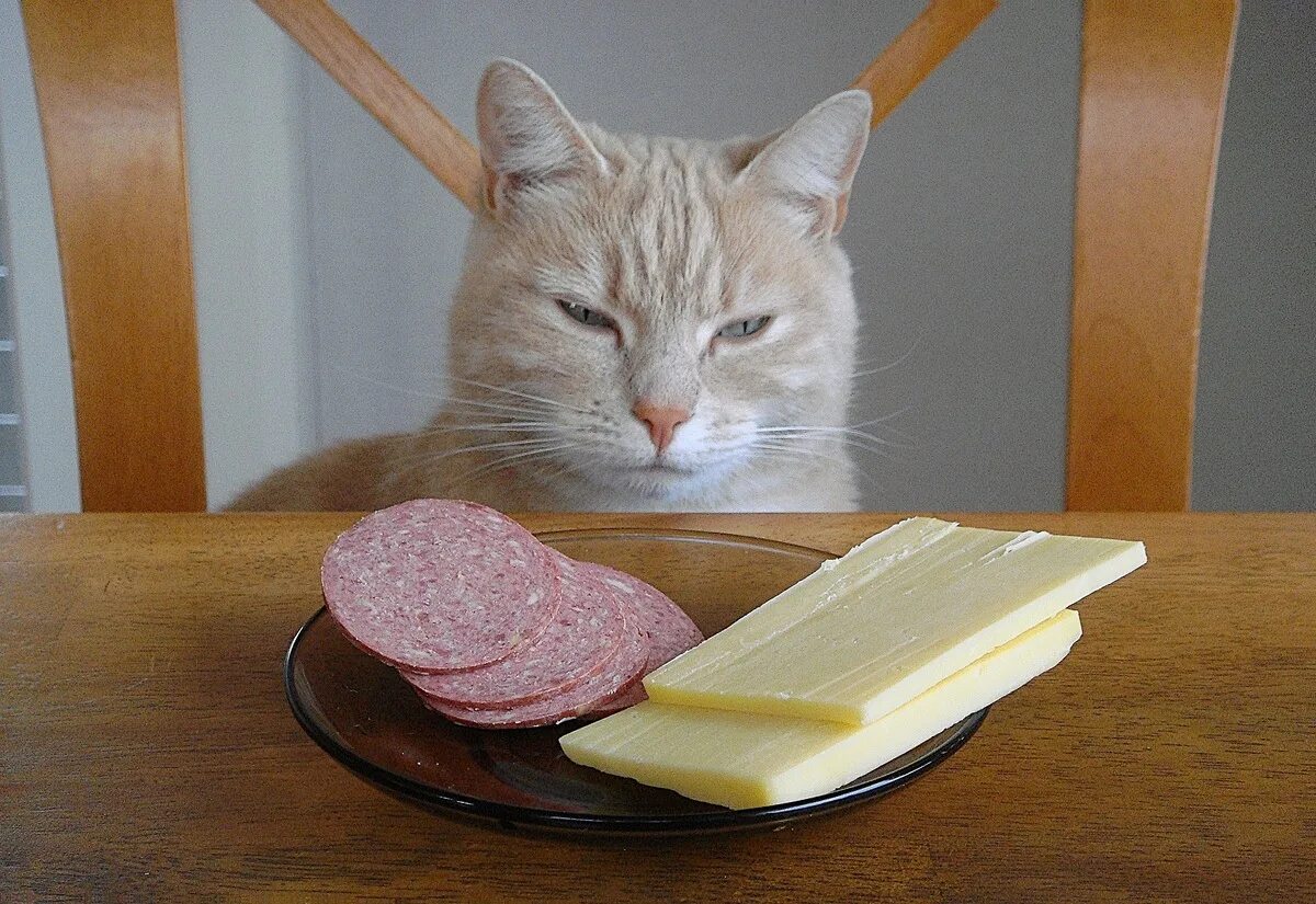 Съела на ночь сыр. Колбаса для кошек. Кот с колбасой. Кот бутерброд. Котик с едой.