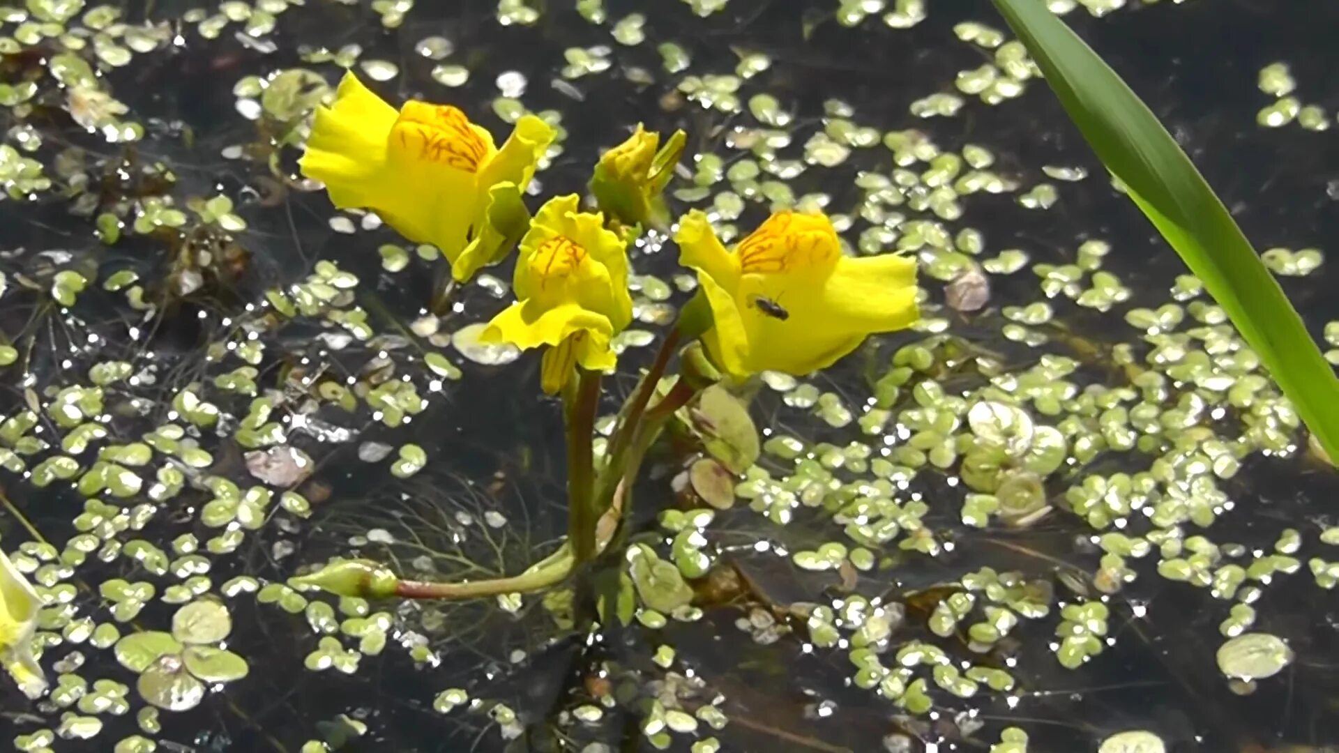 Водные растения пузырьки. Пузырчатка растение хищник. Пузырчатка (Utricularia). Пузырчатка обыкновенная растение. Пузырчатка Болотная.