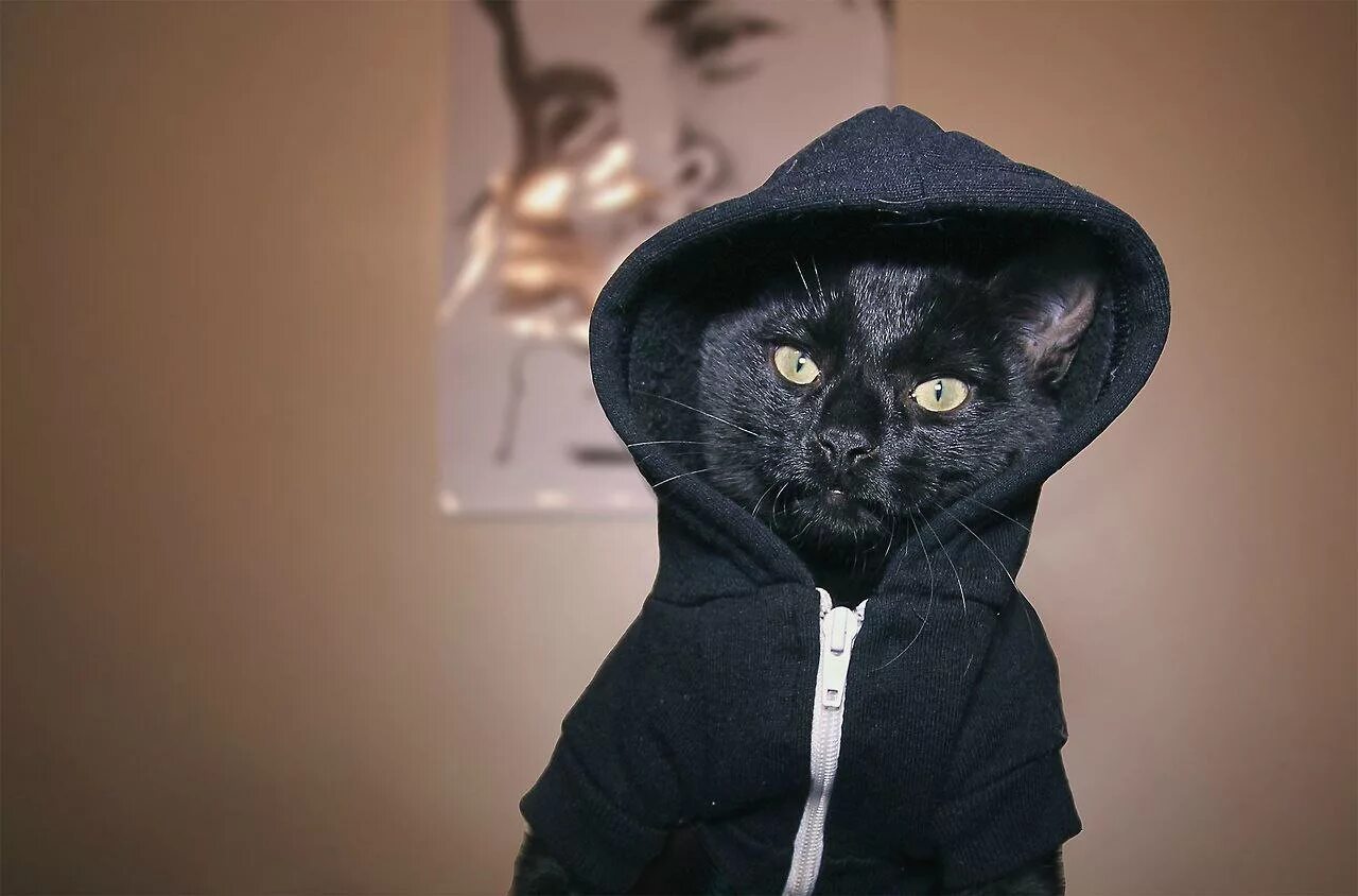 Кот репер. Крутые коты. кот в капюшоне. крутой кот. кот в толстовке с капюшоном.