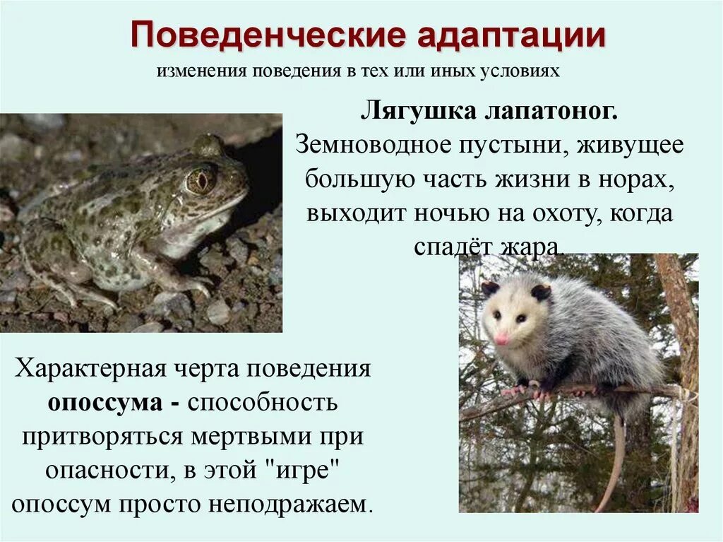 Этологические приспособления примеры