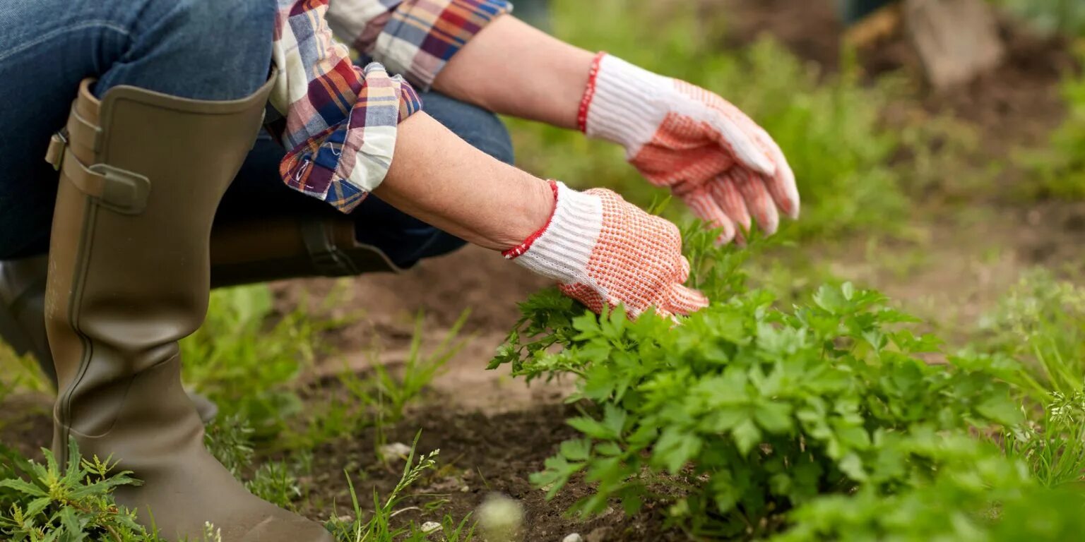 Get my garden