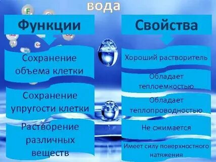 Вода строение и функции