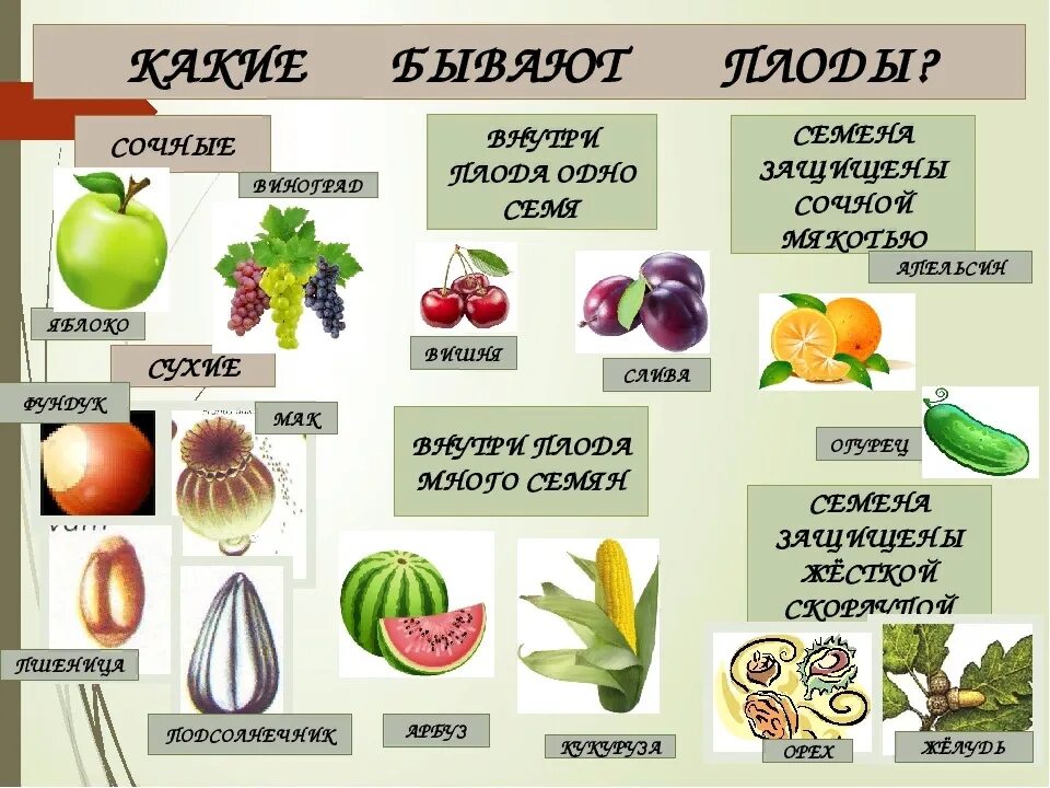 Многообразие семян. Названия плодов растений. Плоды растений и их названия. Типы плодов растений. Плоды растений 3 класс.