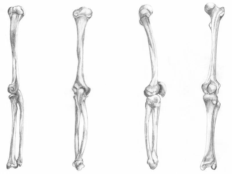 Рука предплечье скелет. Локтевая кость баммес. плечевая кость референс. скелет ноги. скелет руки.
