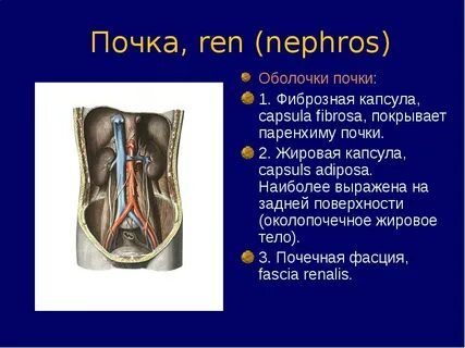 Жировая почка
