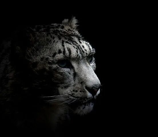 Черный барс животное. Снежный барс на темном фоне. ирбис на черном фоне. барс на черном фоне. снежный барс на черном фоне.