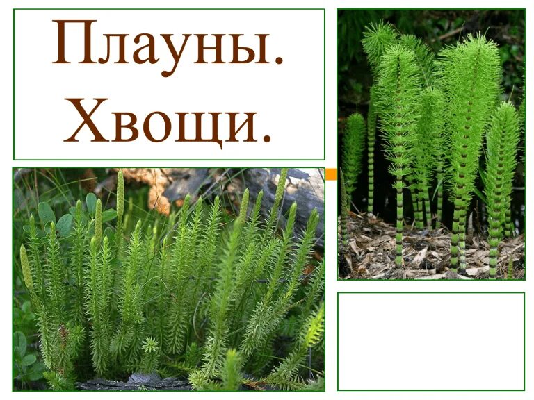 Разнообразие плаунов. Разнообразие плаунов