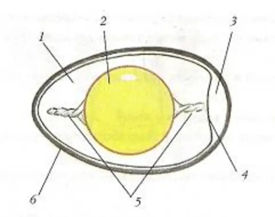 Строение яйца рис 162. Строение яйца птицы рисунок 162. Строение яйца птицы без подписей. Строение яйца птицы 8 класс. Значение яйца птицы