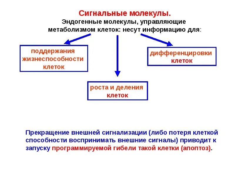 Сигнальные молекулы. Классификация сигнальных молекул. сигнальные молекулы и сигнальная трансдукция. тип действия сигнальной молекулы. роль сигнальных молекул.