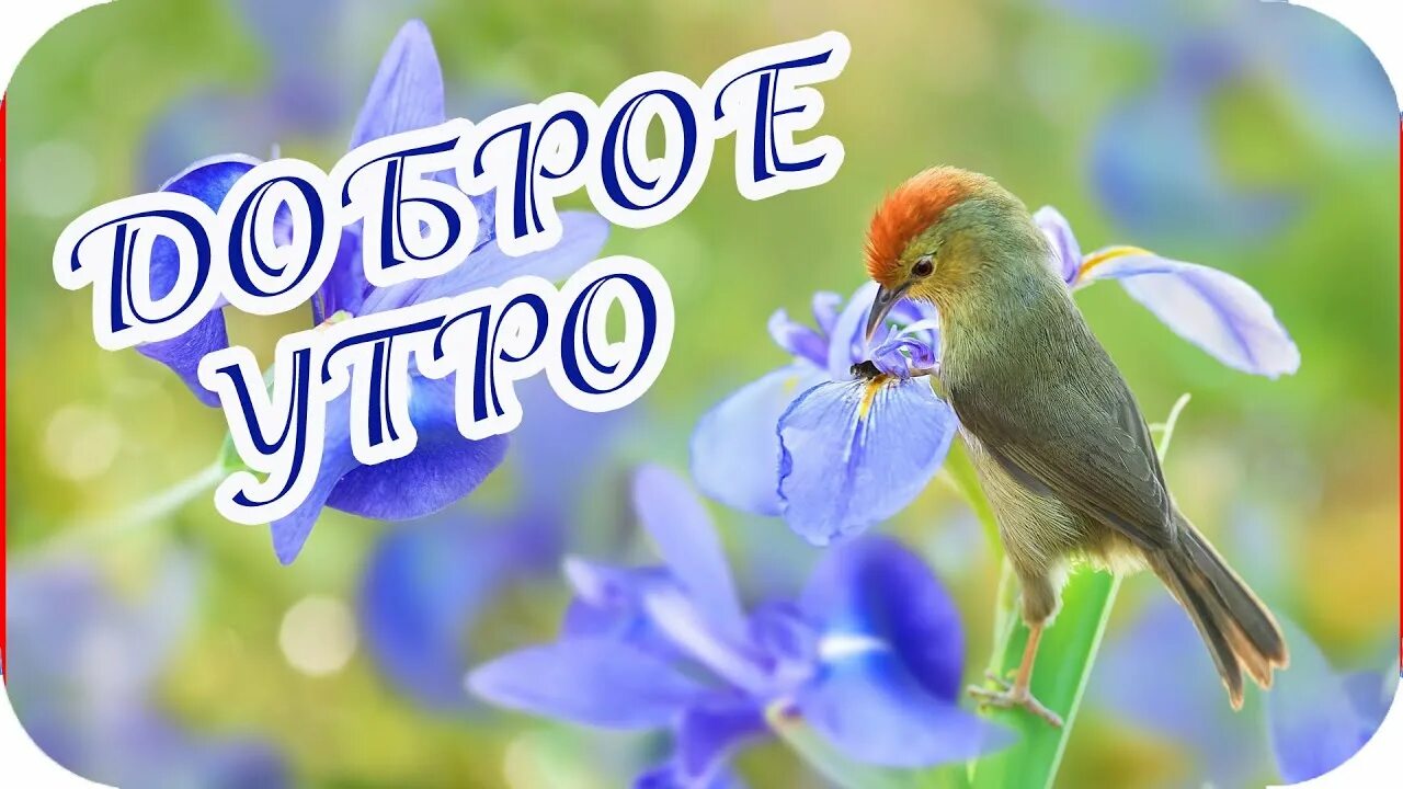 Доброе утро и хорошего короткие видео. Доброе Весеннее утро. Пожелания с добрым весенним утром. Открытки с добрым утром весенние.