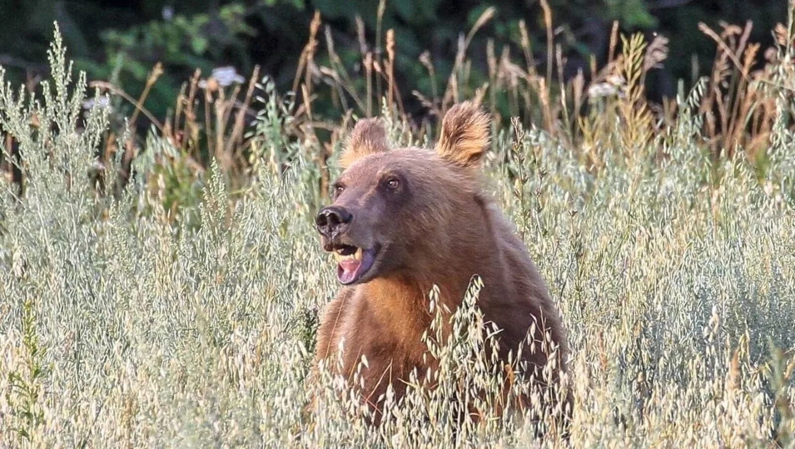 Животные белорецка. Национальный парк Башкирия медведи. Бурый медведь в Башкирии.