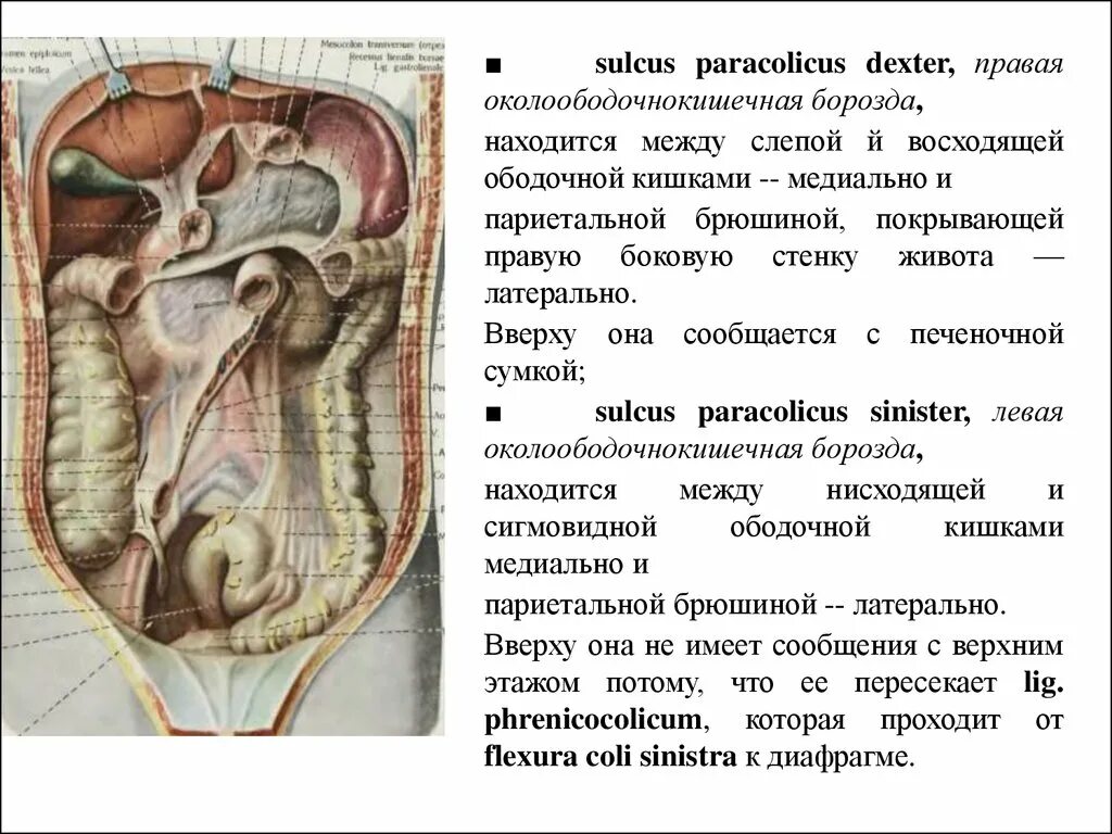 Пространства брюшины. Париетальная брюшина малого таза. париетальные связки брюшины. брыжеечные синусы среднего этажа полости брюшины. правый брыжеечный синус отграничен от малого таза.