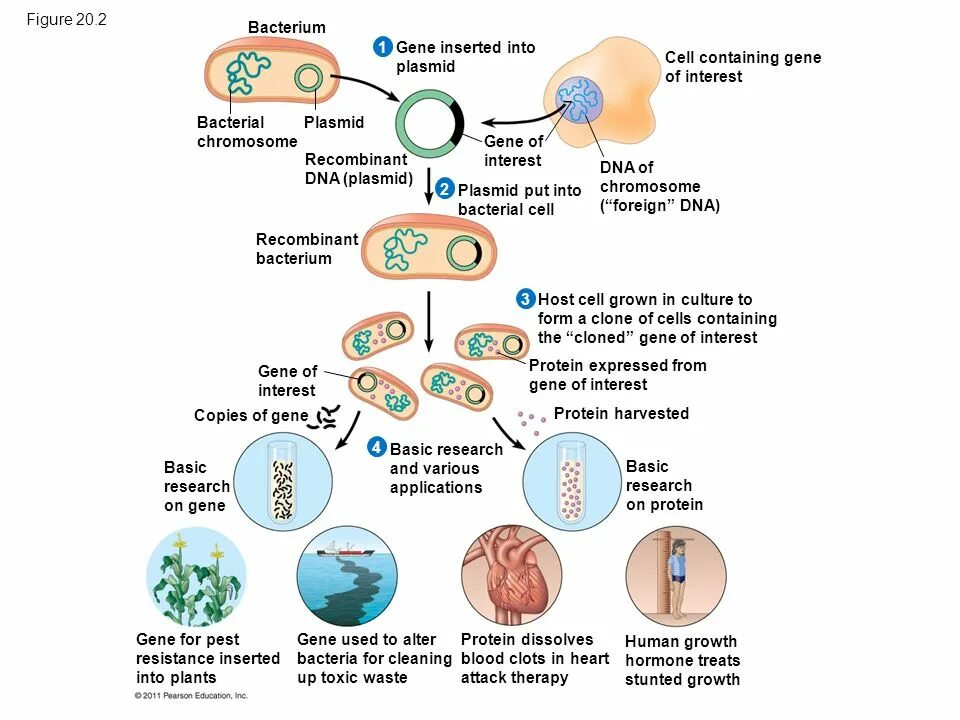 Cell contains