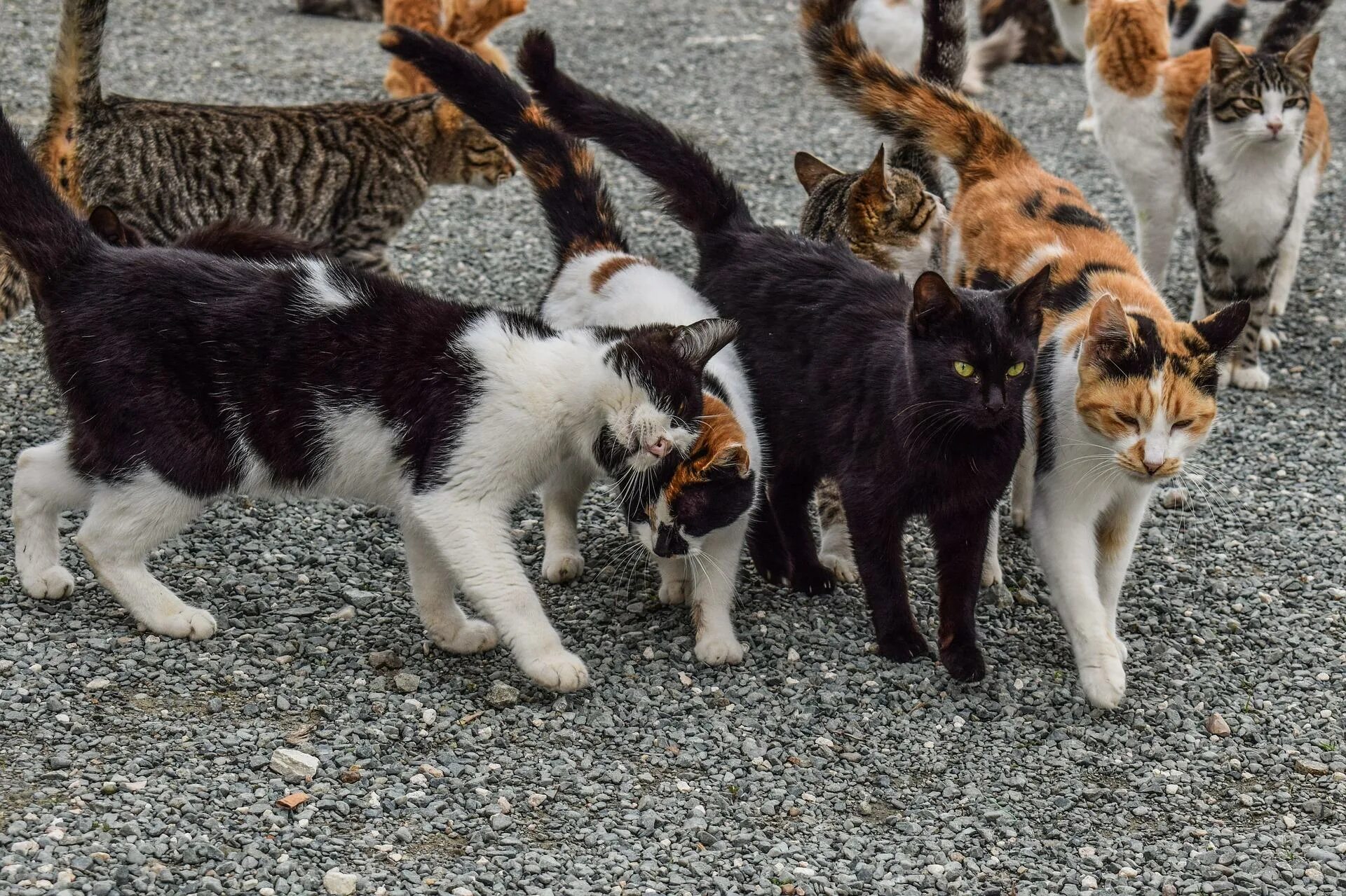More cats