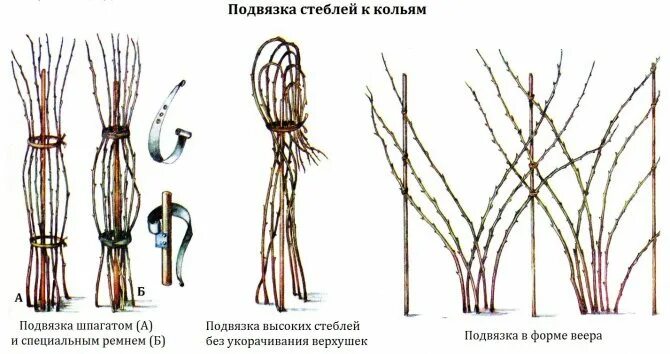 Как подвязать малину правильно легко быстро. Подвязка высокорослой малины. Подвязка малины СИП. Подвязать кусты малины весной. Способы подвязки малины.