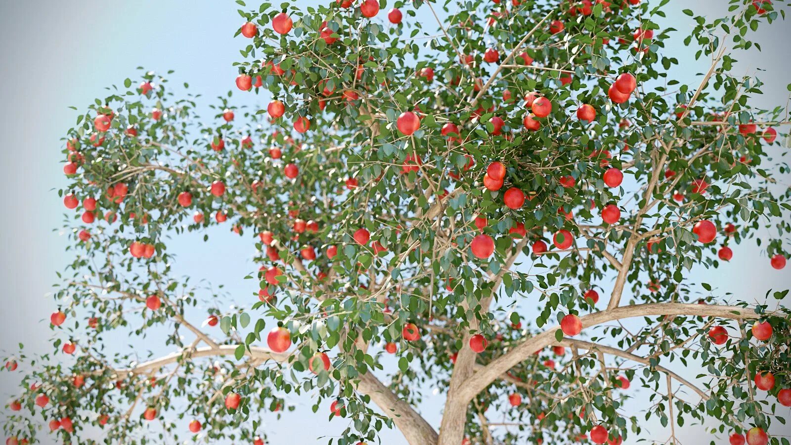 Яблоня семеренко дерево. Яблоня манзано. Яблоня соковое 3. Дерево яблонька. Дерево яблонька.