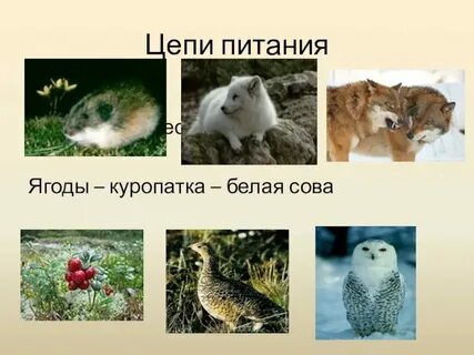 Взаимосвязи в тундре 4 класс