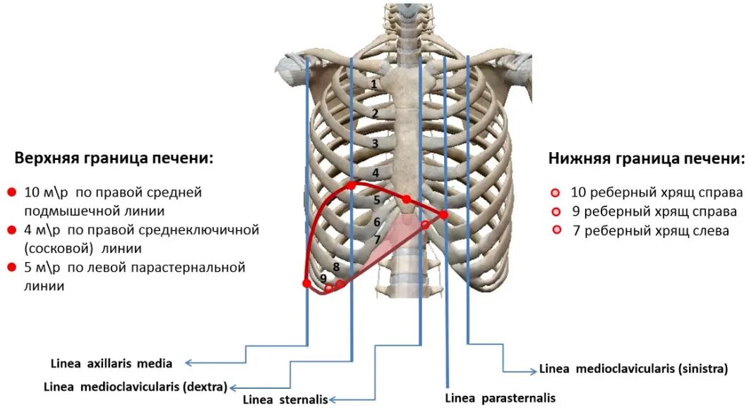 Нижняя граница печени. Скелетотопия печени нижняя граница. Верхняя и нижняя границы печени. Границы печени схема. Границы печени линии