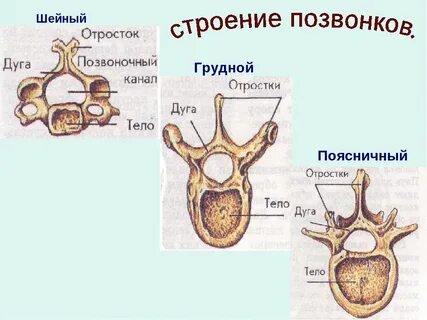 Строение и описание позвонков