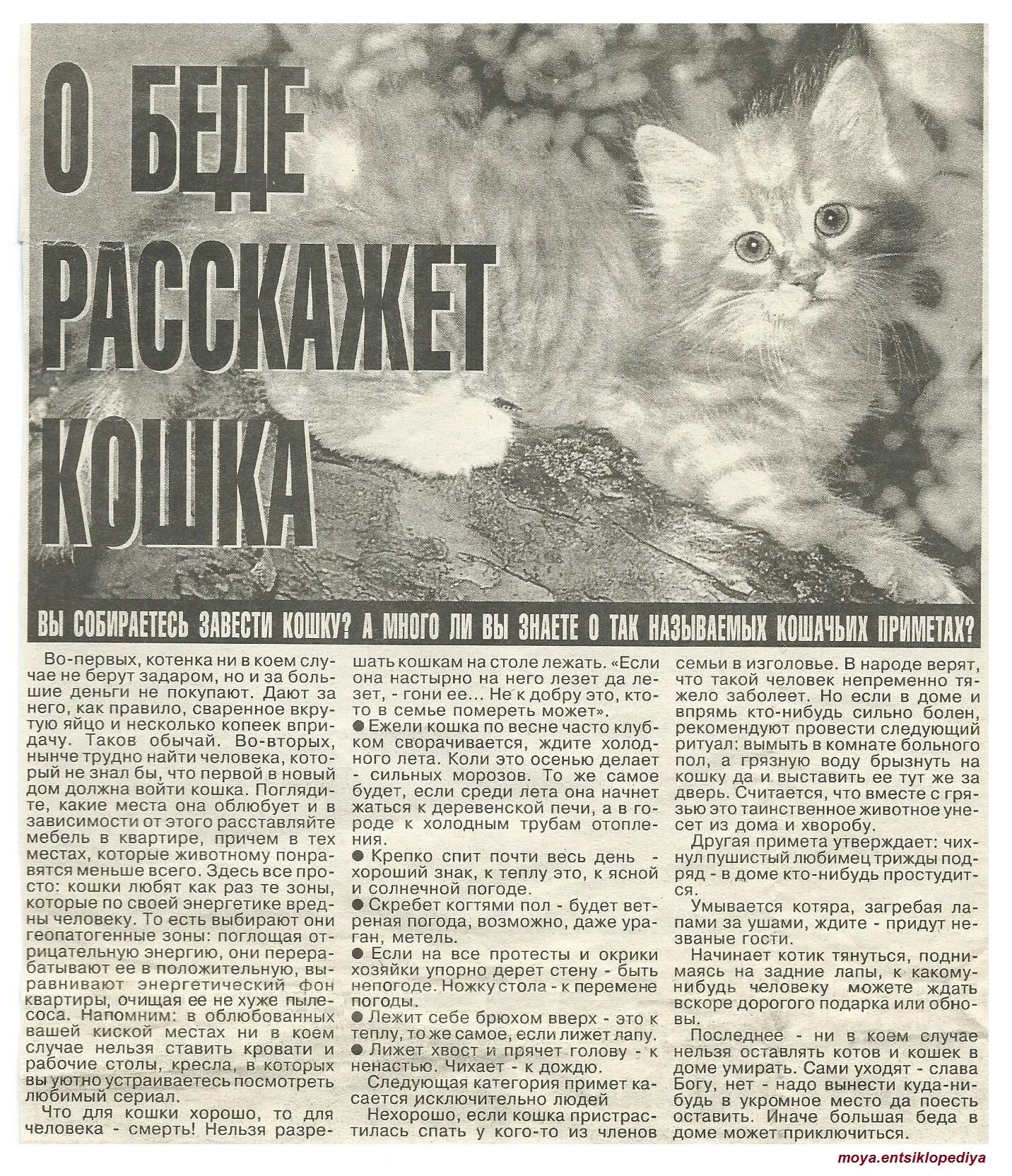 Кот ушел из дома приметы. Кошачьи приметы. кот ушёл из дома приметы. если кот уходит из дома примета. примета если кот заболел.
