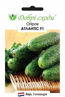 Огурцы сорт атлантис