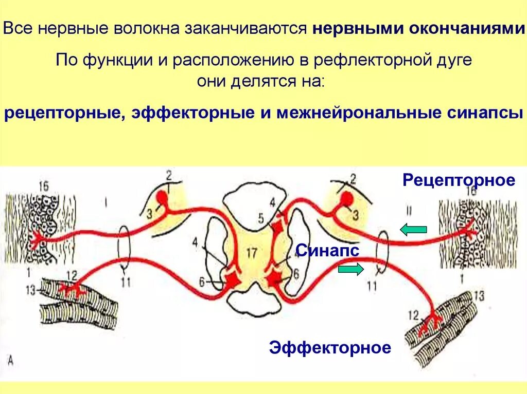 Нервная ткань рефлекс рефлекторная дуга. Нервные волокна и нервные окончания. Нервная ткань нервные волокна нервные окончания. Строение нервного волокна.