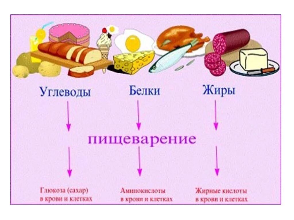 Биология продукты питания. Основные пищевые вещества белки жиры углеводы. Обмен веществ схема белки жиры углеводы. Схема питания белки жиры углеводы. Питательные вещества белки жиры углеводы схема.