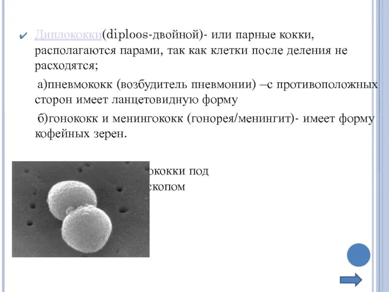 Туберкулез кокки. Диплококки. Диплококки(diploos-двойной). Диплококки возбудитель пневмонии. Диплококки форма.