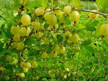 Крыжовенный как пишется