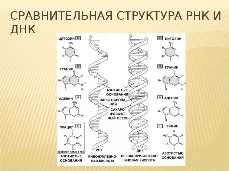 Схема строения ДНК И РНК. Структура молекулы ДНК И РНК. Схема строения ДНК И РНК схема. Схема структуры ДНК И РНК.