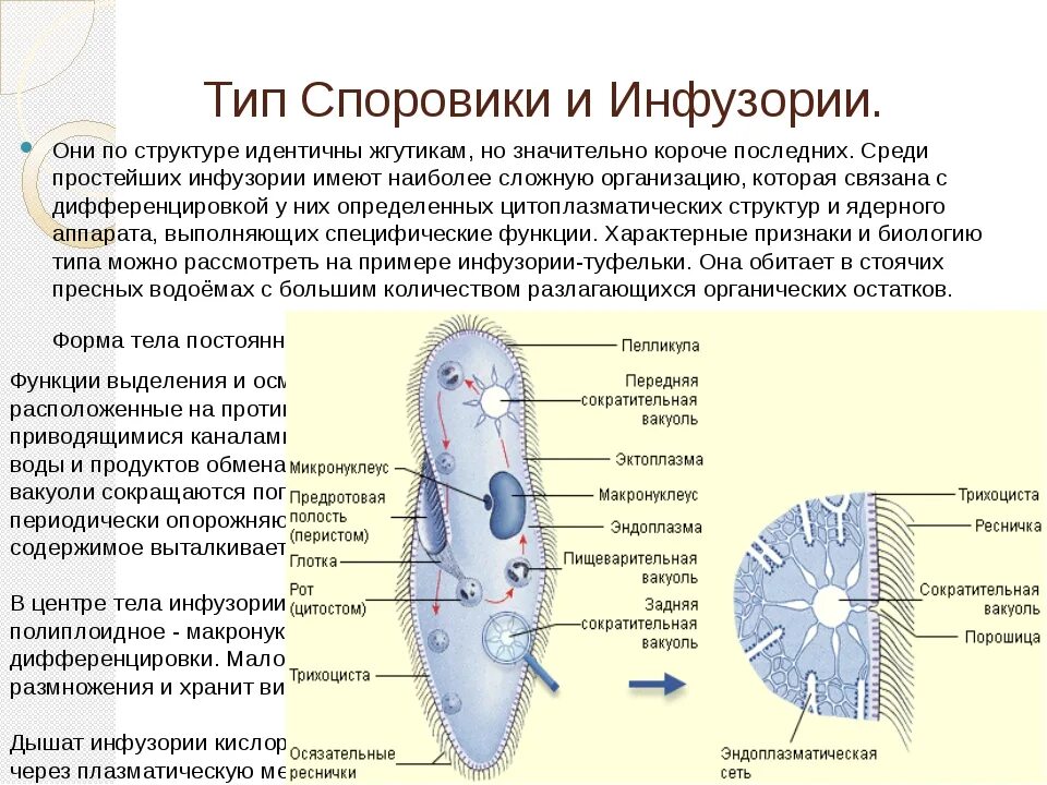 Строение типа простейшие. Пелликула у споровиков. органоиды выделения споровиков. характеристика тип простейшие инфузории. инфузория строение тип простейшие.