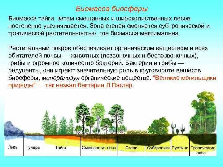 Чья биомасса в биосфере больше