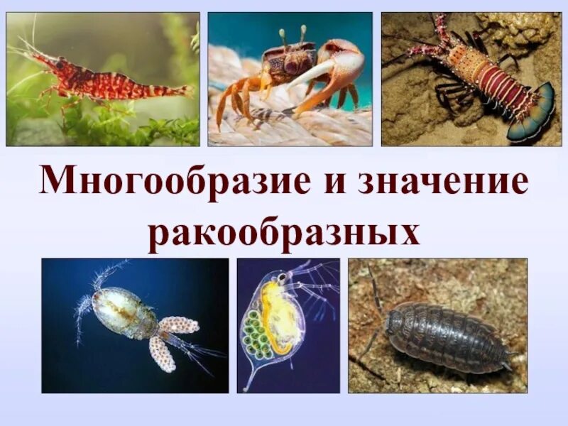 Представители низших ракообразных. Многообразие ракообразных. многообразие ракообразных презентация. ракообразные 7 класс биология. разнообразие ракообразных в природе.