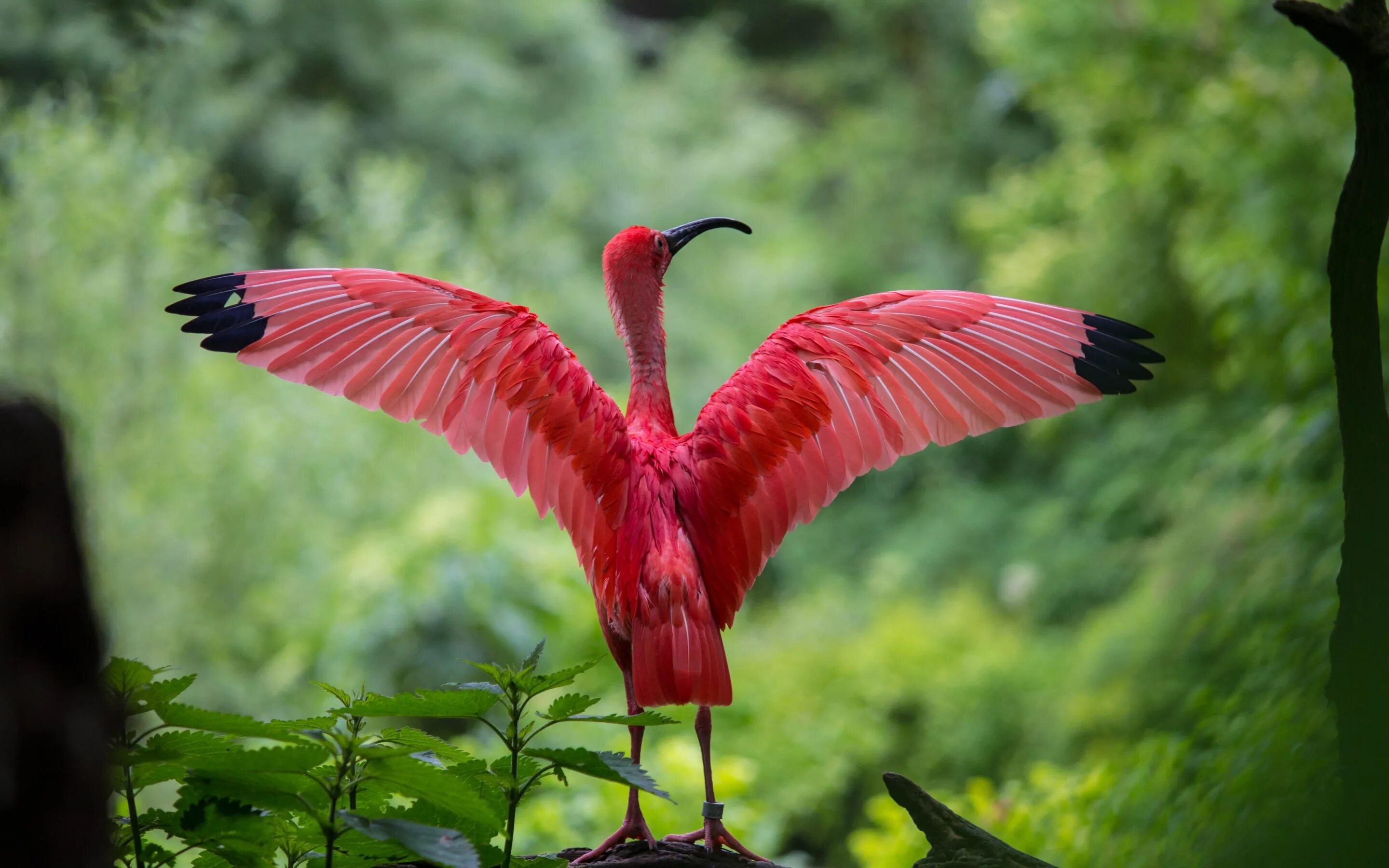 Красная многоножка в таиланде. Розовая пантера. Накладные ногти длинные розовые. Хищно розовый. Маникюр розового цвета.