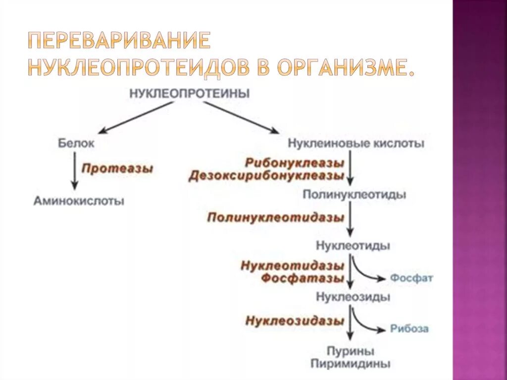 При расщеплении нуклеиновых кислот образуется
