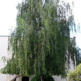 Раскидистая береза