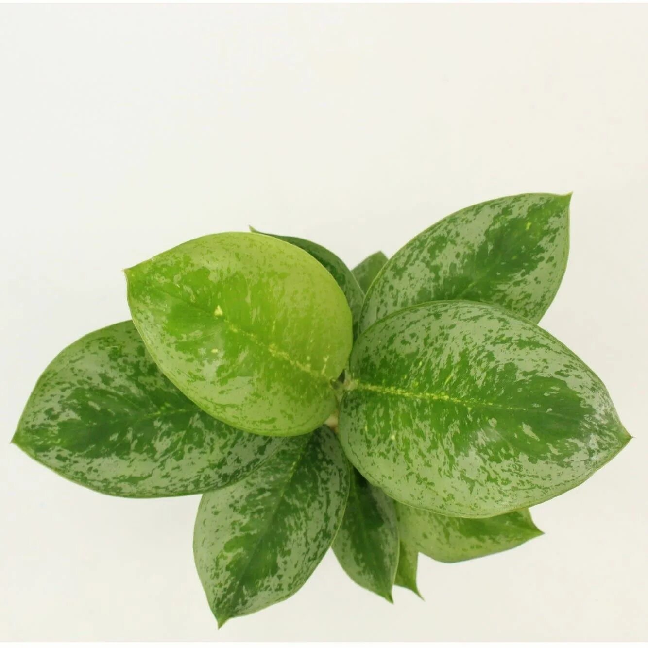Аглаонема лимон минт. Аглаонема лимон лайм. аглаонема lemon mint. аглаонема кей лайм. аглаонема matcha lemon.
