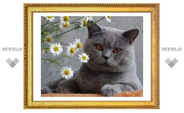 Коты тула парадиз. Коты тула парадиз