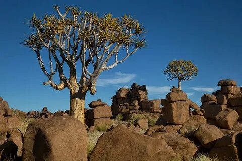 Rock tree