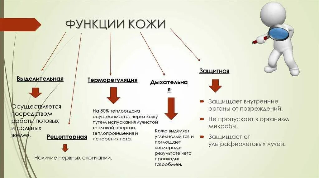 Какие функции выполняет образование кожи. Характеристика защитной функции кожи. Перечислите основные функции кожи биология 8 класс. Таблица функции кожи защитная выделительная. Функции кожи: защитная, выделительная, рецепторная, теплоотдачи..