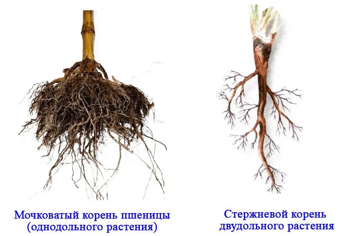 Сложная корневая система. Корневая система однодольных растений. Корневая система ржи. У двудольных стержневая корневая. Однодольная корневая.